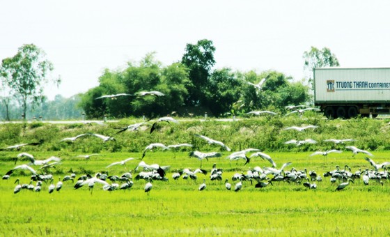 Đàn chim “lạ” cả ngàn con xuất hiện tại cánh đồng Quảng Ngãi ảnh 2