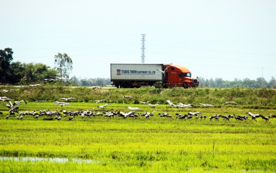 Đàn chim “lạ” cả ngàn con xuất hiện tại cánh đồng Quảng Ngãi ảnh 7