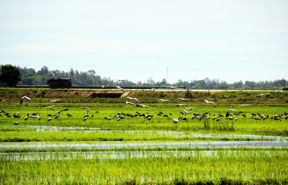 Đàn chim “lạ” cả ngàn con xuất hiện tại cánh đồng Quảng Ngãi ảnh 8