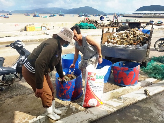 Nước mắt người nuôi tôm hùm Sông Cầu sau lũ ảnh 3 Người nuôi tôm hùm Sông Cầu trắng tay sau lũ ảnh 3