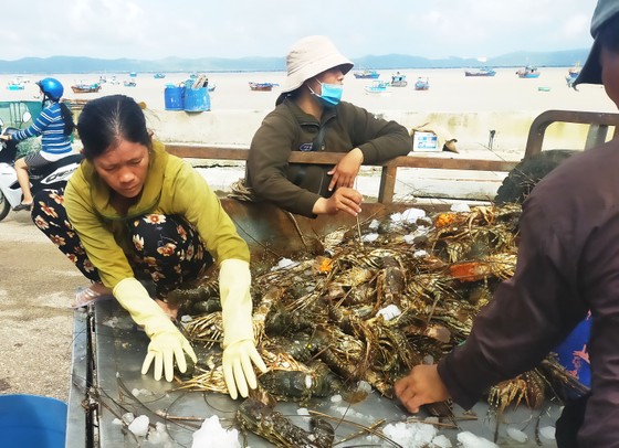Nước mắt người nuôi tôm hùm Sông Cầu sau lũ ảnh 5 Người nuôi tôm hùm Sông Cầu trắng tay sau lũ ảnh 5