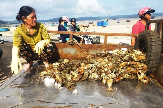 Nước mắt người nuôi tôm hùm Sông Cầu sau lũ ảnh 2 Người nuôi tôm hùm Sông Cầu trắng tay sau lũ ảnh 2