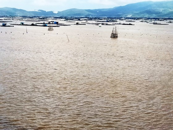 Nước mắt người nuôi tôm hùm Sông Cầu sau lũ ảnh 4 Người nuôi tôm hùm Sông Cầu trắng tay sau lũ ảnh 4