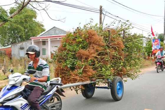 Vừa qua tết, chộn rộn thu mua quất "xác" ảnh 1 Vừa qua tết, chộn rộn thu mua quất 'xác' ảnh 1
