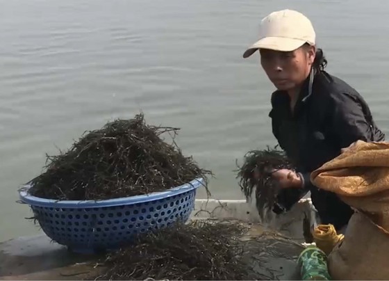 Mưu sinh giữa mùa dịch ảnh 5 Mưu sinh giữa mùa dịch ảnh 5