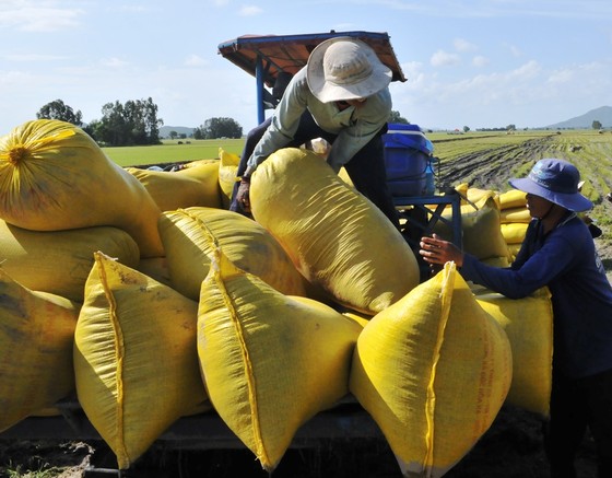 Sản lượng lúa hè thu ở Nam bộ tăng cao, đạt hơn 9,1 triệu tấn ảnh 2 Sản lượng lúa hè thu ở Nam bộ tăng cao, đạt hơn 9,1 triệu tấn ảnh 2