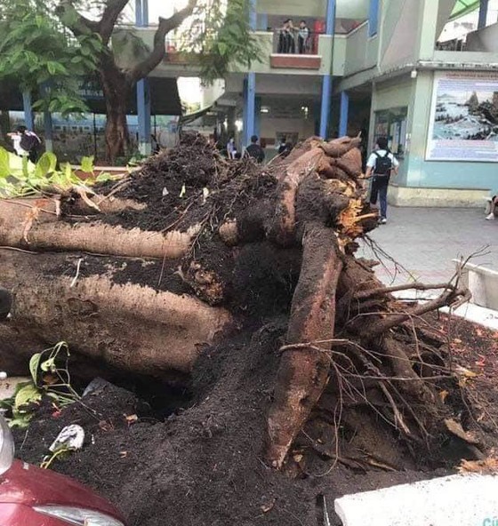 13 học sinh nhập viện do cây phượng trong sân trường bật gốc ảnh 1