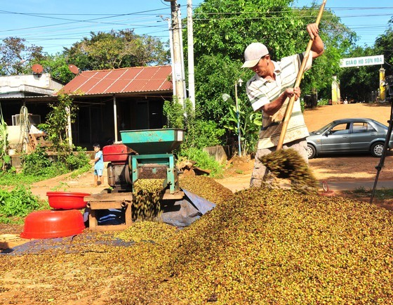 Coffee enters harvest season in Bu Dang District. (Photo: SGGP)