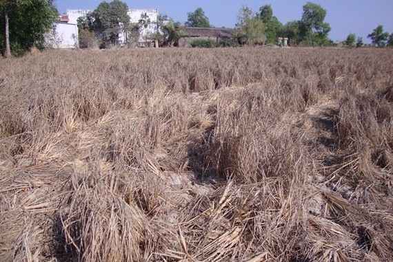 Khô hạn làm nhiều diện tích lúa bị thiệt hại ở ĐBSCL. Nguồn: ĐCSVN