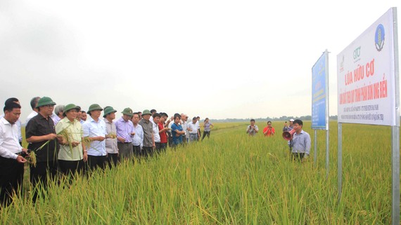 Hiệu quả từ mô hình sản xuất lúa hữu cơ đang góp phần giúp nông dân Quảng Trị làm giàu trên vùng “đất chết” năm xưa