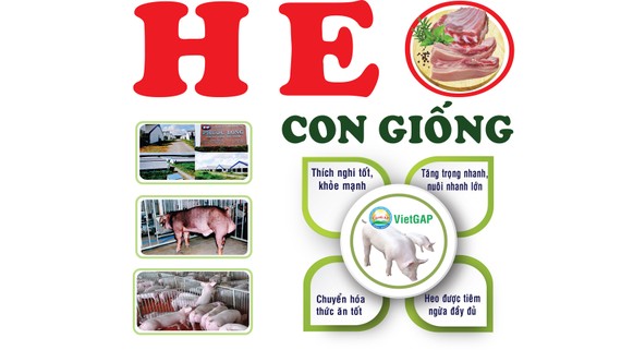 Con giống tốt, thịt heo chất lượng