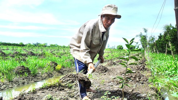 Nông dân ĐBSCL trồng mới cây ăn trái  