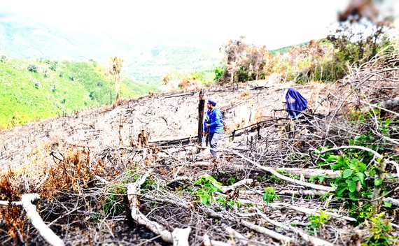 Kiểm tra 8 lãnh đạo xã liên quan đến phá rừng ở Phú Yên