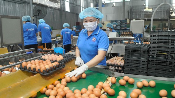 Tăng cường mối liên kết, tạo nguồn hàng bình ổn thị trường Doanh nghiệp tại TPHCM chế biến nguồn trứng gia cầm từ ĐBSCL, cung ứng bình ổn thị trường. Ảnh: CAO THĂNG
