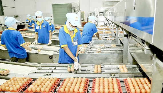 Dây chuyền đóng gói trứng thành phẩm  tại Công ty  cổ phần Ba Huân. Ảnh: CAO THĂNG