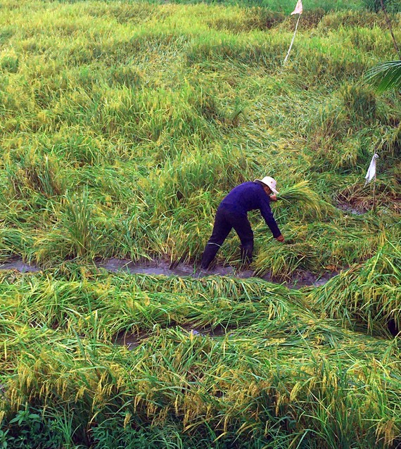 Nông dân Hậu Giang dọn rãnh để nước rút, hy vọng lúa bị ngã không bị lên mọng