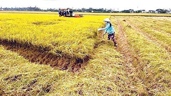 Harvest Paddy Central farmers enjoy bumper paddy harvest National 