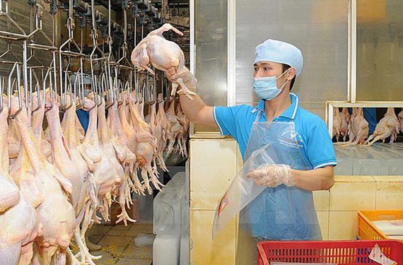 安全達標雞肉封閉生產線。
