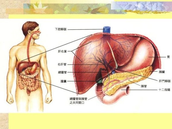人體肝臟圖解。（示意圖源：互聯網）