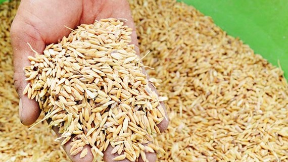 企業集中收購致稻穀漲價。（示意圖源：互聯網）