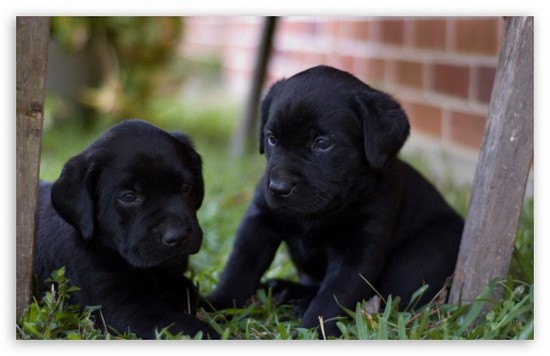兩隻黑狗。（圖源：互聯網）