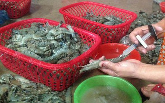 應從嚴對蝦類注入雜質的違法行為。（示意圖源：互聯網）