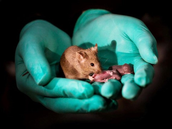 雌性雙親產下的健康小鼠，長大成年後又有了自己的後代。（圖源：中國科學院動物研究所博士後王樂韻）