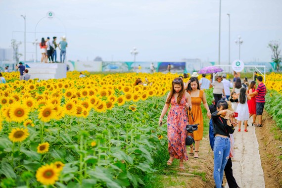 上千遊客前往守德郡協平福坊萬福都市區的西貢河畔向日葵“花海”觀賞和拍照。（圖源：莊阮）
