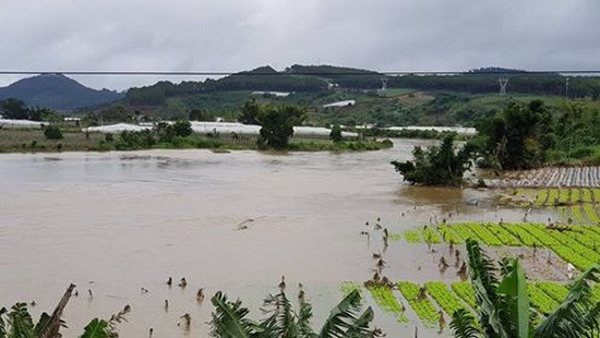 多霓水電廠排洪，導致上百公頃農作物受淹。（圖源：林園）