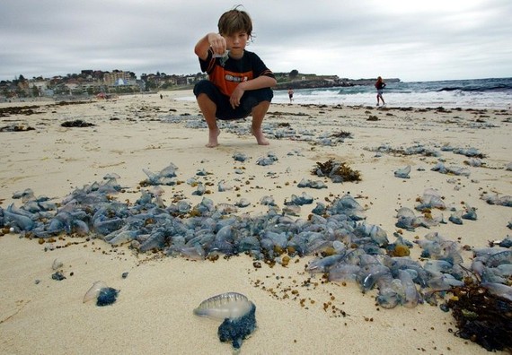 澳大利亞東北部昆士蘭省的海岸湧現含劇毒的僧帽水母。（圖源：AFP）