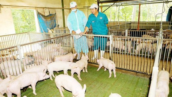 越南畜牧業在CPTPP生效後面臨的挑戰之一是規模小和按價值鏈飼養的模式未普遍。