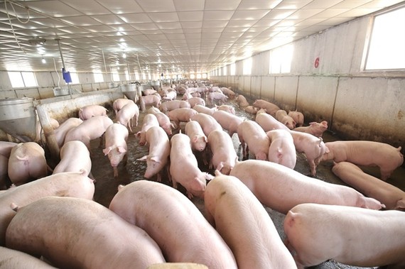 生豬供應短缺致價格調升。（示意圖源：互聯網）