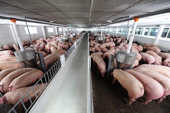 農業與農村發展部：生豬價格銳減。（示意圖源：田升）