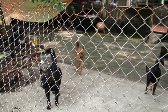 據興安省金童縣良朋鎮同里村居民反映，黎氏安的狗群曾咬傷過 不少人。