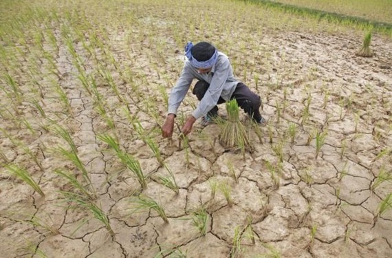 柬埔寨環境部表示，今年厄爾尼諾現象將在4月和5月達到高峰造成乾旱和高溫，柬埔寨呼籲稻農應該避免種植作物。 （圖源：柬埔寨日報）