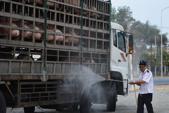 設在同奈省春祿縣1號國道上的臨時動物檢疫站人員給豬隻運輸車噴灑消毒劑。（圖源：阿祿）