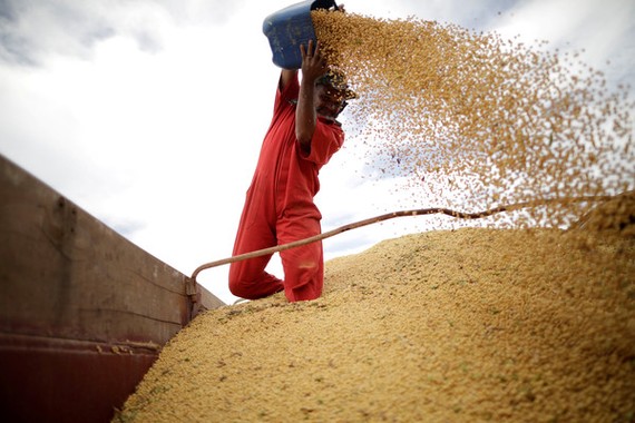 印度決定對美國包含豆類在內的29項產品加徵關稅。（圖源：路透社）