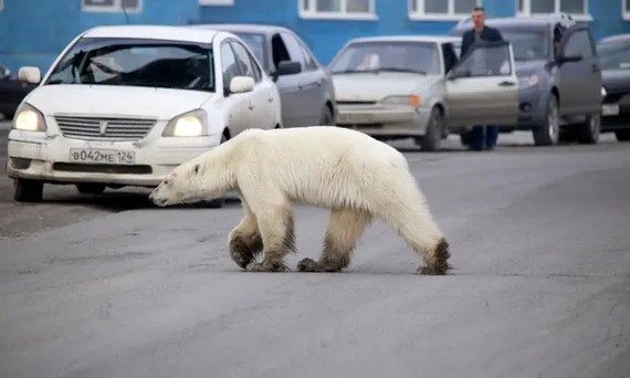 俄羅斯諾里爾斯克市街頭，一頭北極熊正在過馬路。（圖源：互聯網）