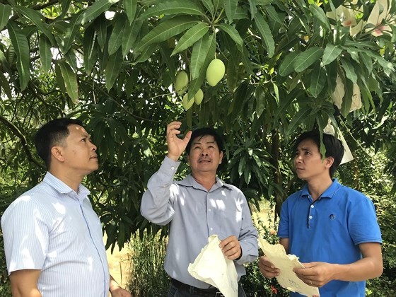 本市各部門代表考察同塔省的水果種植區，進一步連結和安全生產。