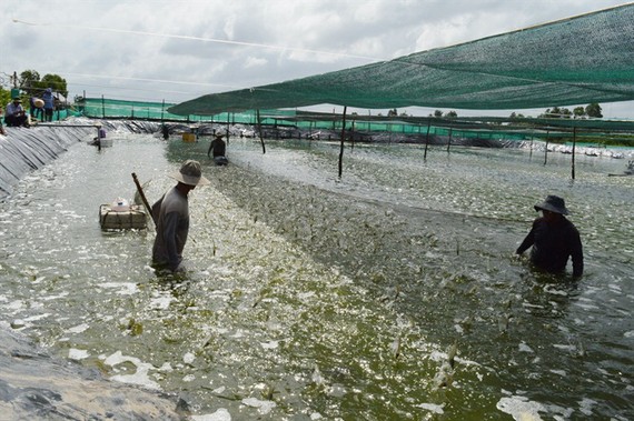 草蝦養殖收穫。（圖源：互聯網）
