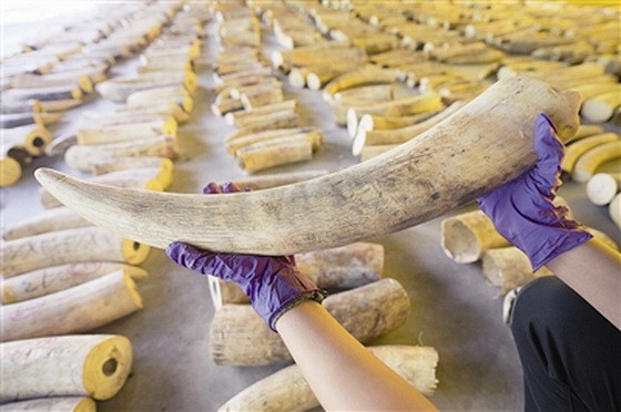 7月23日，工作人員在新加坡展示截獲的象牙。（圖源：新華社）