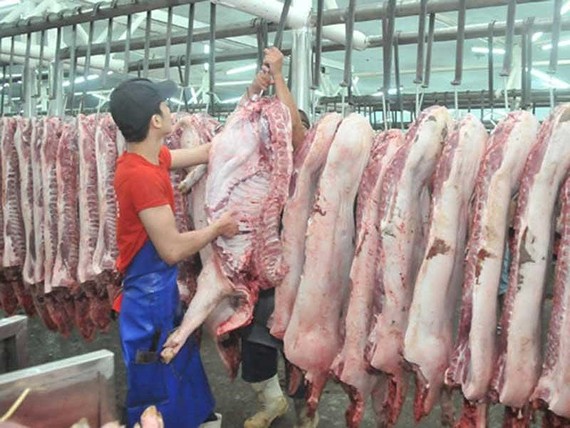 集散市場豬量大增價格下降。（示意圖源：TL） 