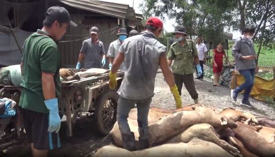 平政縣民兵參與處理豬瘟工作。（圖源：視頻截圖）