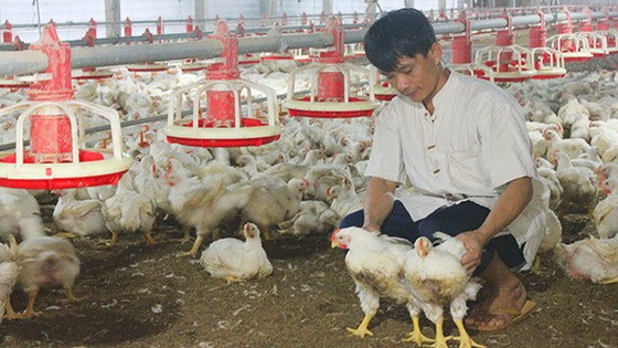 目前，每公斤雞肉的售價為2萬2000至2萬3000元，與月初的售價相比，每公斤上漲近1萬元。（示意圖源：兵源）