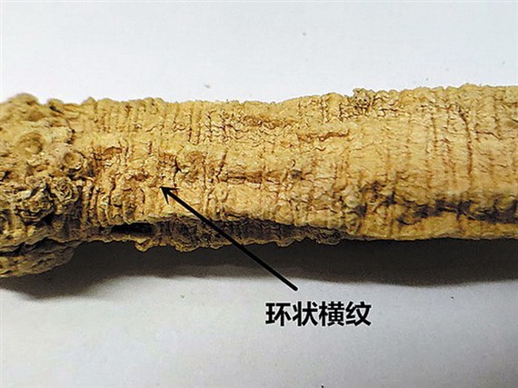 選黨參,其中門道你知道多少 ảnh 1