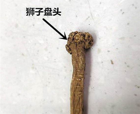 選黨參,其中門道你知道多少 ảnh 2