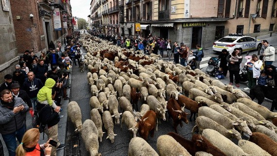 西班牙馬德里市中心20日有多達2000隻綿羊塞滿了繁忙的街道，準備參加一年一度的“遷徙放牧節”。（圖源：互聯網）