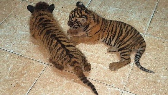 非法運送被查獲的兩隻珍稀老虎幼崽。（圖源：慶程）
