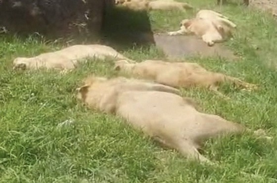 被毒死的非洲獅子。（圖源：互聯網）