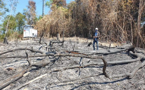 據初步統計，被燒毀的森林面積達32.3公頃。（圖源：清鐘）